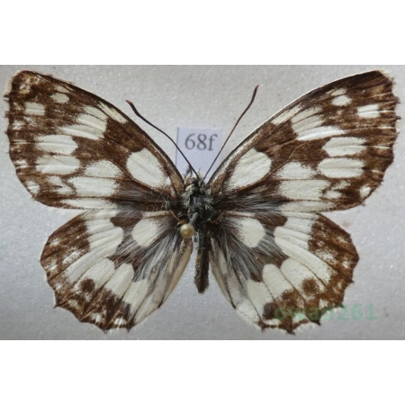 Melanargia galathea (Linnaeus, 1758) male Polowiec szachownica Czech68f